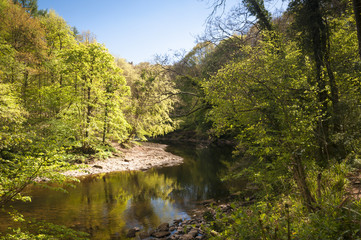 River Ure flowing through Hackfall Wood, North Yorkshire, England
