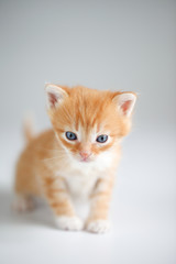 Cute red kitten on light background