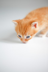 Cute red kitten on light background