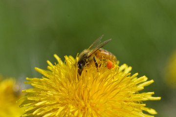 Bees are all in the dust of flowers
