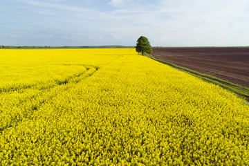 blick auf ein feld mit blühendem raps