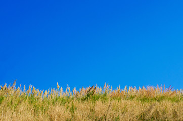 Landscape, beautiful grass hills and blue sky in spring