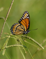 Viceroy Butterfly 