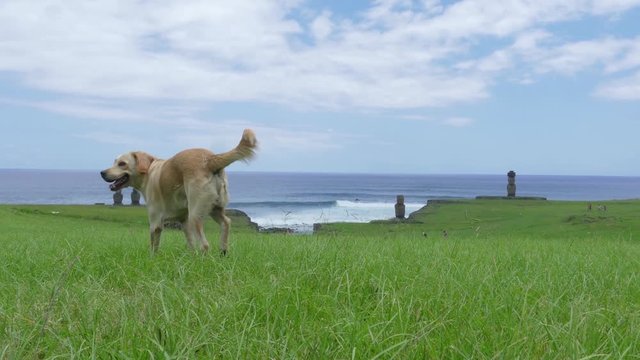 Perro en Tahai