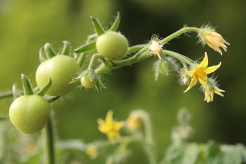 Obraz premium Nahaufnahme einer Mini-Tomate, Close-up of a mini tomato, Rispe mit Tomatenblüten und grünen Mini-Tomaten, Topftomate für den Balkon