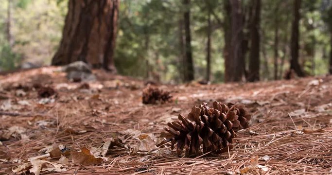 Large pine cone sitting on forest ground.
