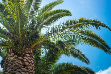 Fototapeta na wymiar Palm trees against sky. Travel holiday background. Trip vacation.