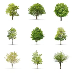 Gordijnen High definition collection Tree isolated on a white background © Production Perig