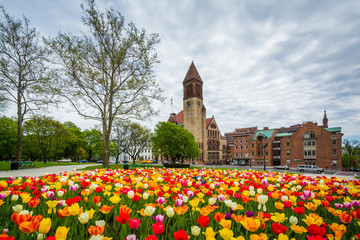 Tulips and City Hall, in Albany, New York.