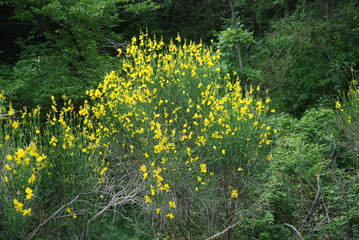 GINESTRE.FIORI.MONTAGNA.SUD ITALIA