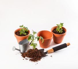 Young tomato seedling in a clay pot