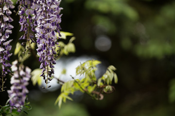 Chinese wisteria in the foreground on green blurry background