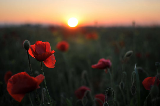 Beautiful red poppies at sunset