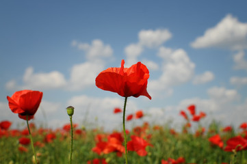 Beautiful red poppies at field