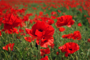 Naklejka premium Beautiful red poppies at field