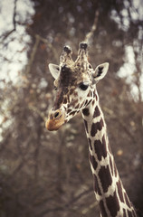 Giraffe