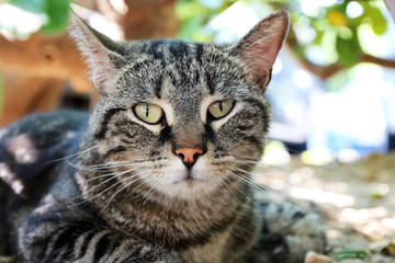 European shorthair cat