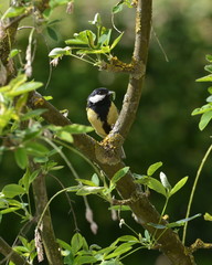 Great tit or Parus major with Caterpillar in his beak to feed the young ones