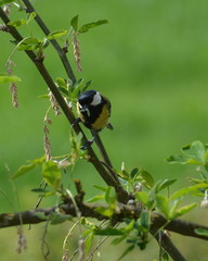 Great tit or Parus major with Caterpillar in his beak to feed the young ones