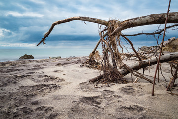 Umgestürzter Baum an der Küste der Ostsee