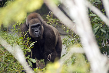 Gorilla in the Jungle