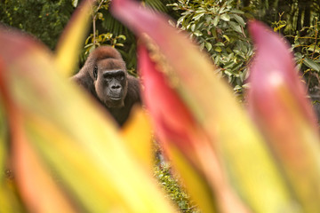 Gorilla Peaking Through