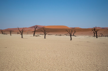 Sossusvlei Salt Pan Desert Landscape with Dead Trees and People, Namibia