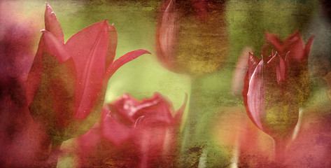 tulips textured concept