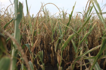 Cornfield in drought 