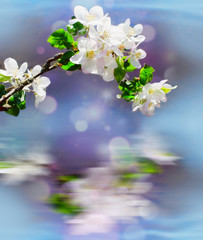 branch of Apple blossoms above the water.