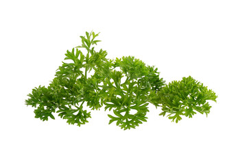 fresh parsley isolated on a white background.