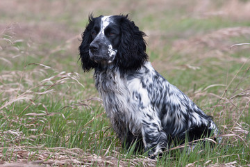Fototapeta premium spaniel on the meadow