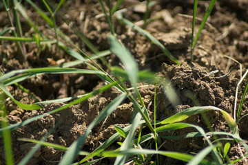 Dried up field with grass
