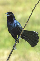 Male common grackle QUISCALUS quiscula on branch