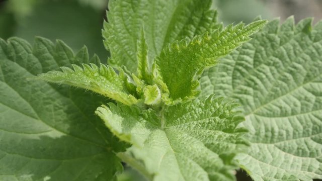 Urtica dioica stinging nettle in nature 4K 2160p 30fps UltraHD footage - Close-up plant of wild common nettle 4K 3840X2160 UHD video 