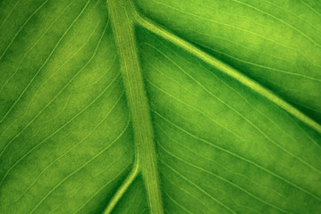 Macro photo of green leaf. Concept nature and ecology.