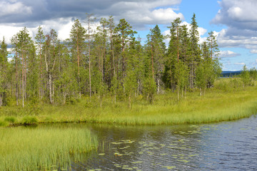 Fototapeta na wymiar Northern landscape. Marshy shore. Finnish Lapland