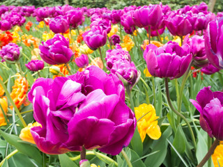 Tulips