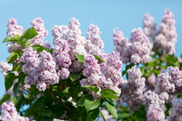 Lilac bloomed in the botanical garden