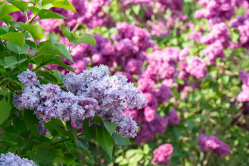 Fototapeta na wymiar Lilac bloomed in the botanical garden