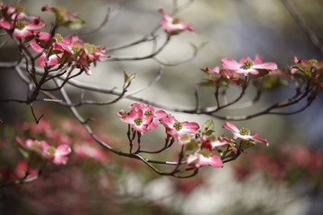 Red bud treet flowers 