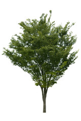 緑の葉が生い茂る木