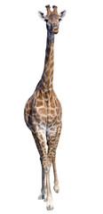 Giraffe isolated on white background