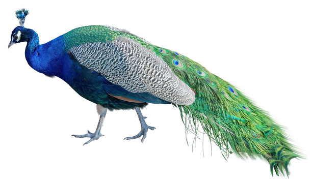 Fototapeta The big peacock