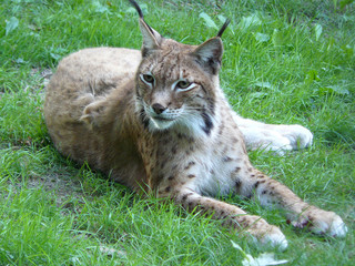 Lince ibérico tumbado en la hierba