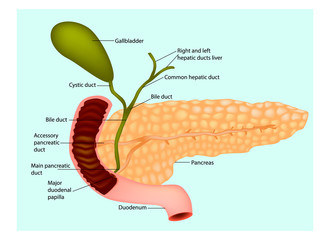 The pancreas with surrounding vessels and organs (gallbladder and duodenum)