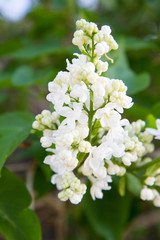 Lilac tree flowers in early stage of blooming
