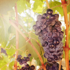 Wine grapes in a vineyard before autumn harvest