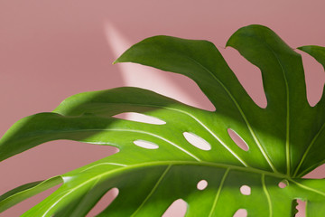 Close-up of the monstera leaf against pink wall. Summer concept.