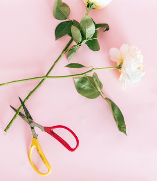 Close-up of flowers with scissors on pink background